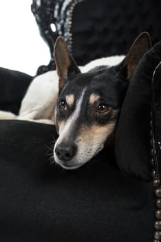 Dutch boerenfox terrier dog sitting in a chair facing the camera isolated on a white background