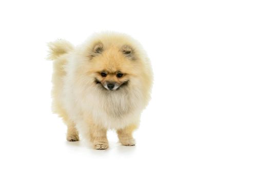 Cream and white Pomeranian - Dwarf Spitz dog isolated on a white background