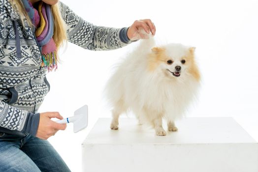 Grooming and combing of a cream and white Pomeranian - Dwarf Spitz dog isolated on a white background