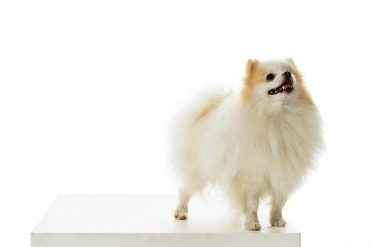 Cream and white Pomeranian - Dwarf Spitz dog isolated on a white background