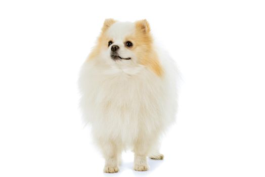 Cream and white Pomeranian - Dwarf Spitz dog isolated on a white background