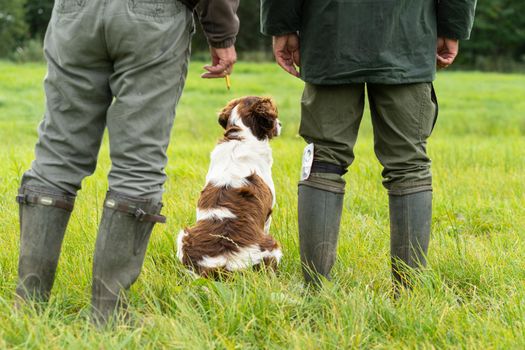 Dutch partridge dog, Drentse patrijs hond, sitting between two hunters waiting for a test in sunlight