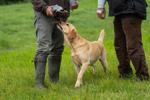 Two hunters holding a pigeon with yellow labrador licking the pigeon standing in a field waiting