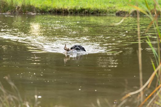 Black labrador swimming across lake at hunting dog test holding a duck as aport