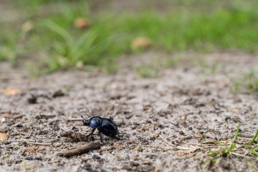 Dung beetle walking across a path in heather flied in Den Treek The Netherlands