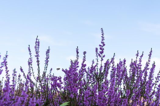 Close up of purple heather with a blue sky with a bee