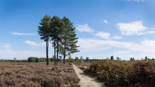 A path leading through a colourful heather landscape with big spur trees, ferns and blue sky and clouds at the nature reserve Den Treek, Woudenberg, The Netherlands