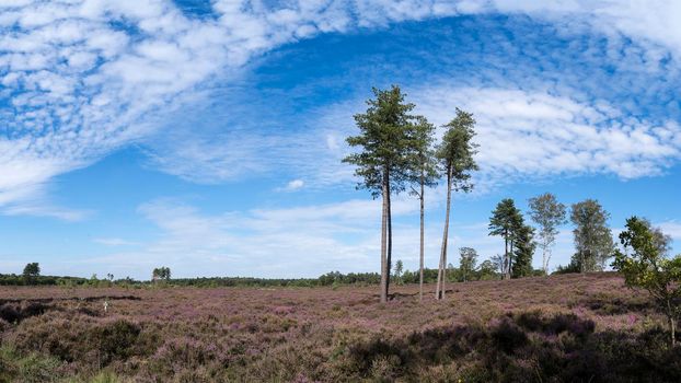 A colourful heather landscape with big spur trees, ferns and blue sky and clouds at the nature reserve Den Treek, Woudenberg, The Netherlands