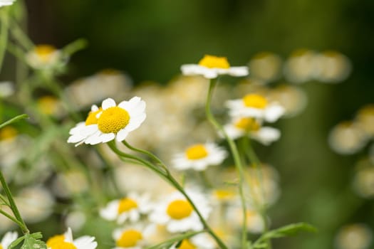 Beautiful sunny wild chamomile flowers close-up macro