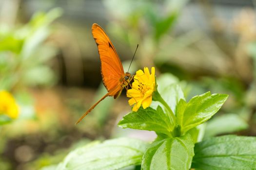 Close up of an orange Julia butterfly or Julia heliconian or the flame, or flambeau (Dryas iulia), a species of brush-footed (or nymphalid) butterfly, native from Brazil to southern Texas and Florida