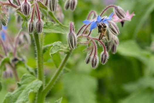 Bee on a flower of borago officinalis, also known as starflower, is an annual herb in the flowering plant family Boraginaceae