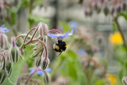 Bee on a flower of borago officinalis, also known as starflower, is an annual herb in the flowering plant family Boraginaceae