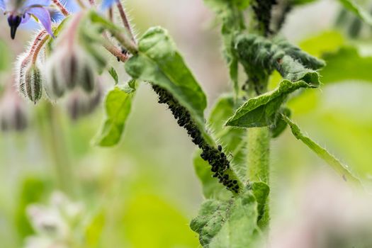 Aphids are parasitic insects that sucks juice from plants on a starflower or borago plant macro