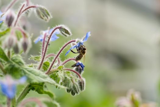 Bee on a flower of borago officinalis, also known as starflower, is an annual herb in the flowering plant family Boraginaceae