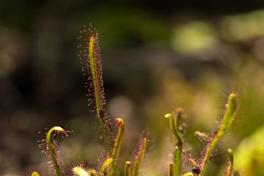 Close-up of Cape sundew Drosera capensis a flesh eating carnivorous plant