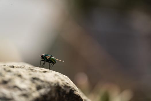 A Common green bottle fly close up, macro Lucilia sericata fly, sitting on a leaf of a waterlily in a pond