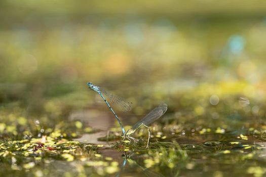 Two blue and green mating damselflies in a love-wheel in pond, macro close-up