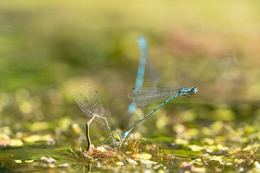 Two blue and green mating damselflies in a love-wheel in pond, macro close-up