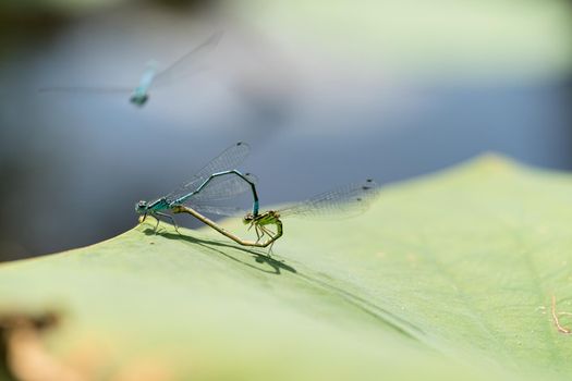 Two blue and green mating damselflies in a love-wheel in pond, macro close-up