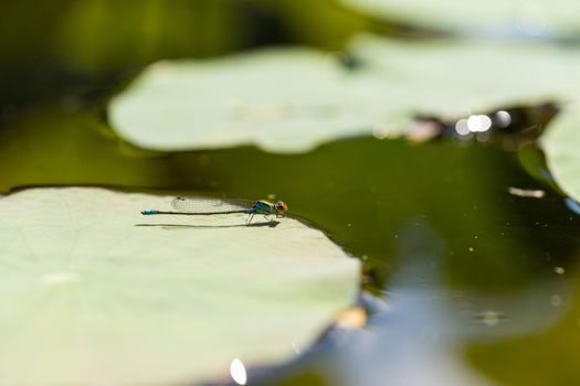 One blue damselfly sitting on a waterlily leaf in pond, macro close-up