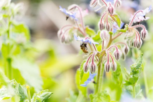 Bee on a flower of borago officinalis, also known as starflower, is an annual herb in the flowering plant family Boraginaceae