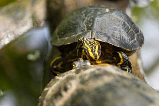 Red Eared Slider Turtles lying on a log basking in the sun close up