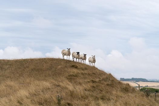 Sheep grazing in the English landscape at Maiden Castle near Dorchester Dorset Great Britain the summer