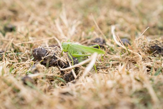 One Large green grasshopper sitting in the dry grass at maiden Castle Dorchester