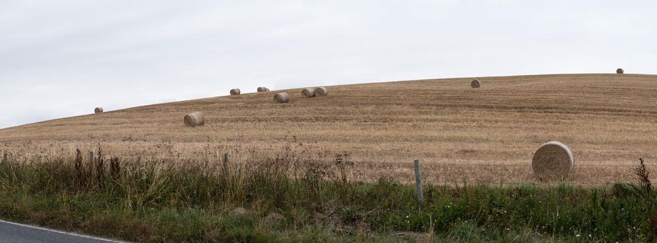 A lot of Rolls of hay on the field after harvest, Dorset near Weymouth, England, United Kingdom. Panorama and banner