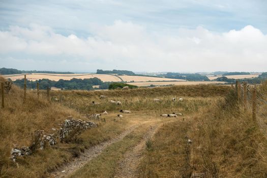 Sheep grazing in the English landscape at Maiden Castle near Dorchester Dorset Great Britain in summer