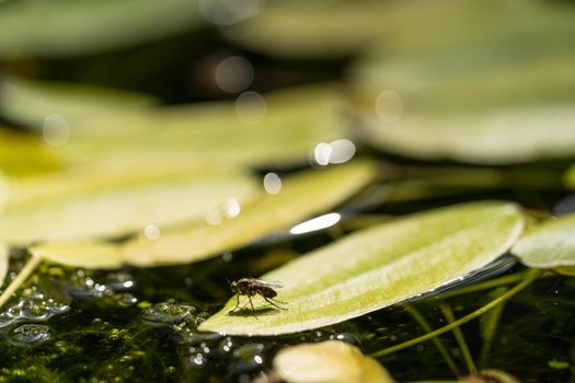 A Common green bottle fly close up, macro Lucilia sericata fly, sitting on a leaf of a waterlily in a pond