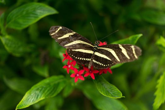 A black and yellow white Zebra Longwing Heliconian Heliconius charitonius butterfly close up on a red flower with green leafs