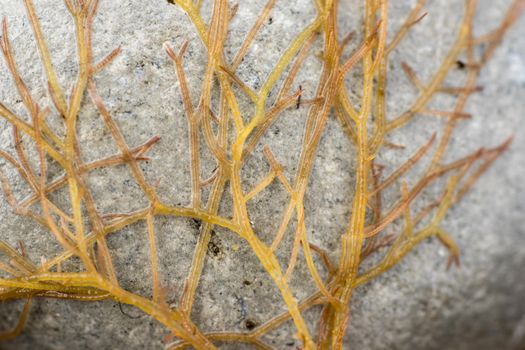 A Closeup of marine algae from the shoreline. lying on a stone pebble. Yellow and orange colors. wallpaper or background