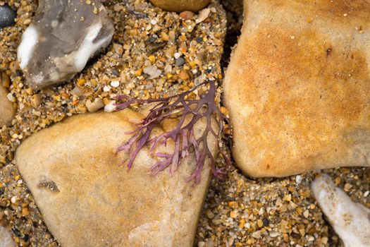 A Closeup of marine algae from the shoreline. lying on a stone pebble. purple colors. wallpaper or background