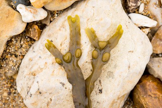 A Closeup of marine algae from the shoreline. lying on a stone pebble. Yellow and green colors. wallpaper or background