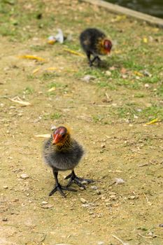 Two Eurasian water coot chicks fouraging near a brook walking on grassland