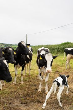 Three cows with a very joung claf in a meadow in the countryside England