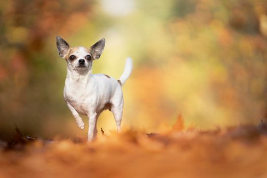 Chihuahua dog standing in an autumn forest lane with sunbeams and selective focus