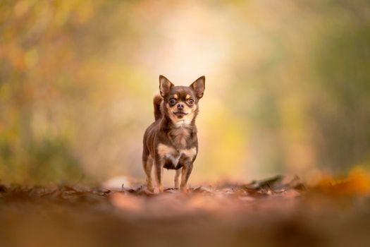 Chihuahua dog standing in an autumn forest lane with sunbeams and selective focus