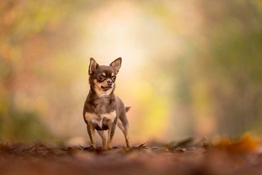 Chihuahua dog standing in an autumn forest lane with sunbeams and selective focus