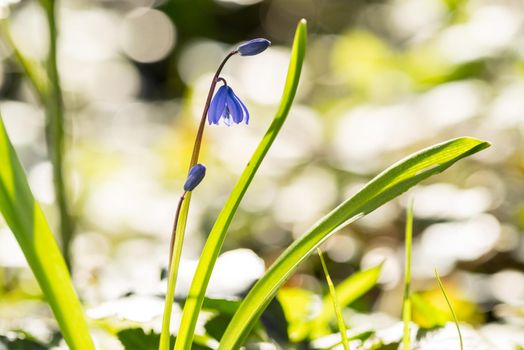 A close up of a wild forest hyacinth called Scilla Siberica in early spring with bokeh end moring sunlight