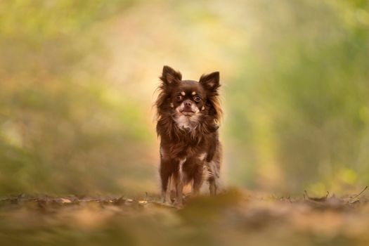 Chihuahua dog standing in an autumn forest lane with sunbeams and selective focus