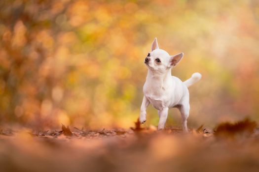 Chihuahua dog standing in an autumn forest lane with sunbeams and selective focus