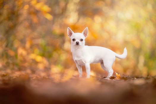 Chihuahua dog standing in an autumn forest lane with sunbeams and selective focus