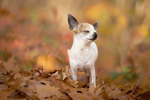 Chihuahua dog sitting in an autumn forest lane with sunbeams and selective focus