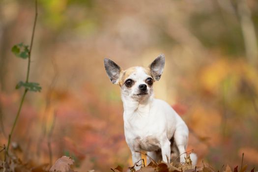 Chihuahua dog sitting in an autumn forest lane with sunbeams and selective focus