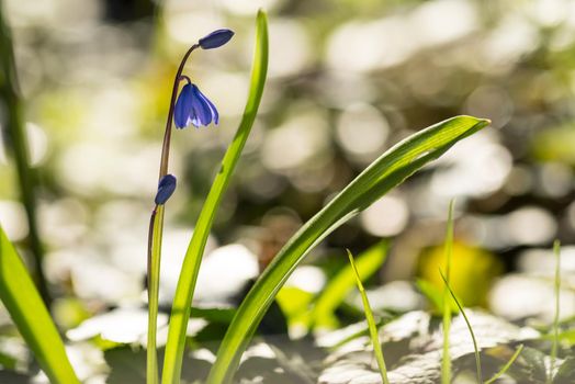 A close up of a wild forest hyacinth called Scilla Siberica in early spring with bokeh end moring sunlight