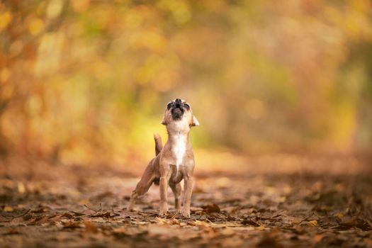 Chihuahua dog standing in an autumn forest lane with sunbeams and selective focus