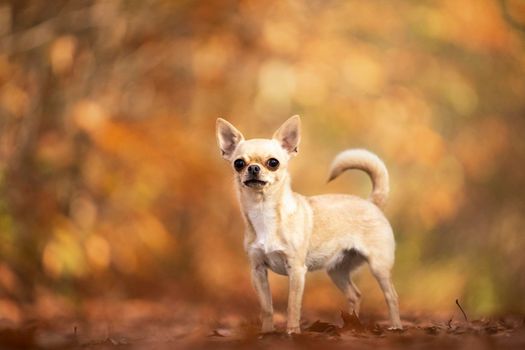 Chihuahua dog standing in an autumn forest lane with sunbeams and selective focus