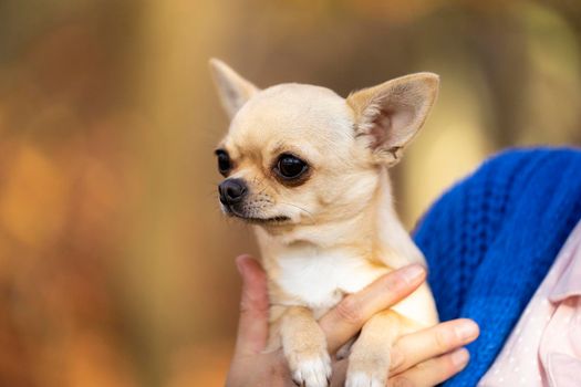 Chihuahua dog sitting in an autumn forest lane with sunbeams and selective focus